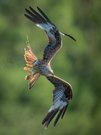 Flugakrobat