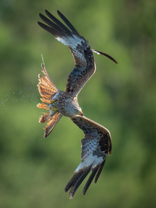 Flugakrobat