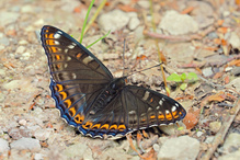 Limenitis populi,der Große Eisvogel
