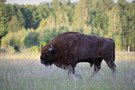 Wisent (Bison bonasus)