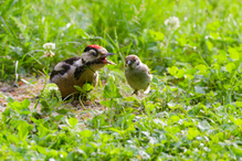 Die haben etwas  zu besprechen