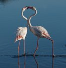 Flamingos....