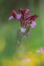 Schmetterlinge (Anacamptis papilionacea)