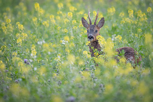 Bock auf Raps