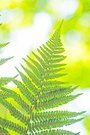 Sommerlicher Farn-Tannenbäumle