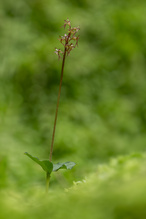Die kleinste Orchidee Deutschlands