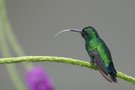 Die lange Zunge des Gartenkolibris