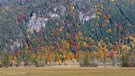 Bergwald im Herbst