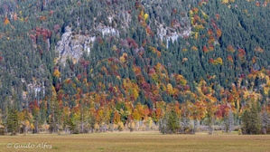 Bergwald im Herbst