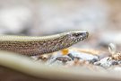 Blindschleiche