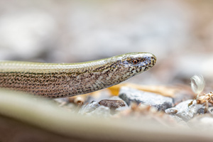 Blindschleiche