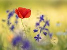 Farben und Sommerwind