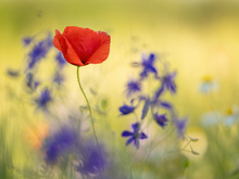 Farben und Sommerwind