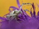 Thomisus onustus rosa Phase