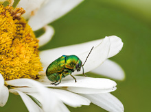 Ein männlicher Seidiger Fallkäfer (Cryptocephalus sericeus)