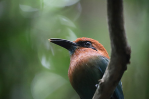 Plattschnabelmotmot