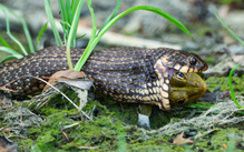 Persische Ringelnatter verspeist Frosch