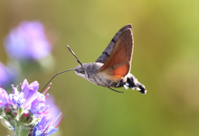 Taubenschwänzchen
