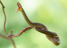 Bissig