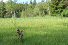 Breitblättrige Fingerwurz