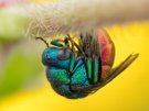 Schlafende Goldwespe (Chrysididae sp.)