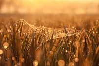 Spinnennetz mit Tau zum Sonnenaufgang