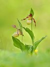 Lady slippers oder auch Frauenschuh Orchidee