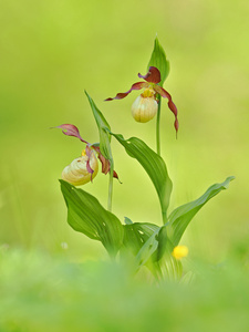Lady slippers oder auch Frauenschuh Orchidee