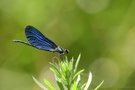 Libelle