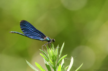 Libelle