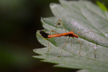 Hexenkrautwanze.