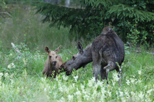 Elchkuh mit Kalb