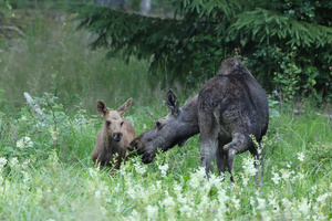 Elchkuh mit Kalb