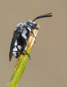 Grosse Fleckenbiene (Thyreus histrionicus) '26