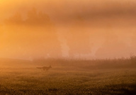 kleiner Fuchs