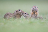 Familie Ziesel