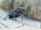 Anisorhynchus scabrosus