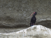 Waldrapp