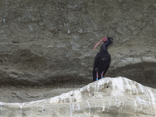 Waldrapp