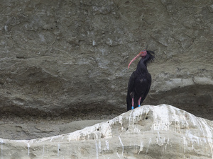 Waldrapp