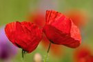Klatschmohn