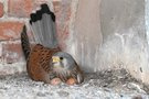 Brutzeit