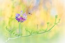 Bunte Wiesen