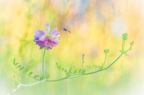 Bunte Wiesen