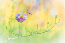 Bunte Wiesen