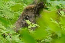 Braune Augen