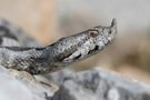 Europäische Hornotter (Vipera ammodytes)