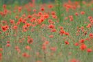 Impression in Rot ......