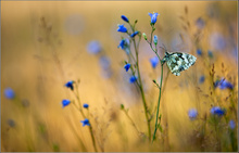 -Damenbrett an Glockenblume-
