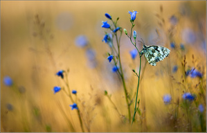 -Damenbrett an Glockenblume-